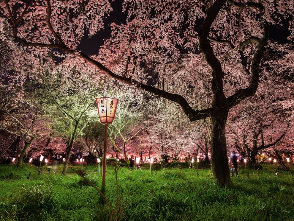 japan sakura