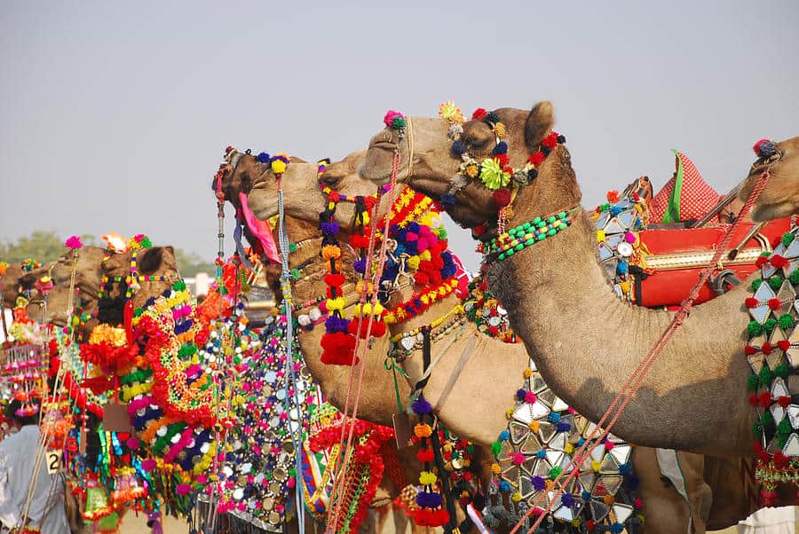backpacking India