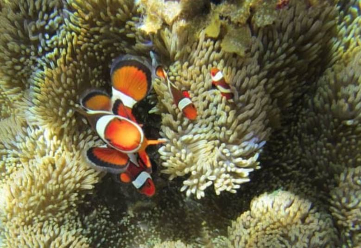 Crowning Glory Reef Culion Philippines