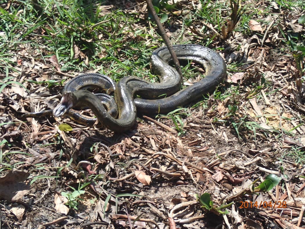 Anaconda in Los Llanos Venezuela