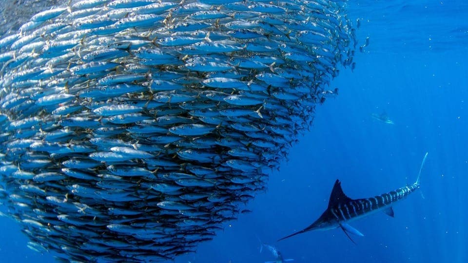 Go snorkelling