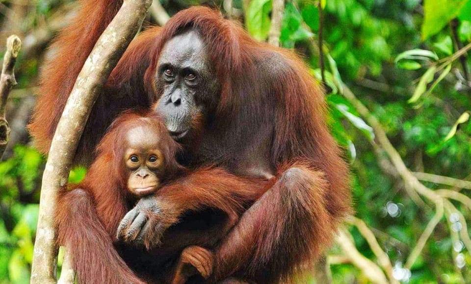 Trek in the Sumatra Jungle