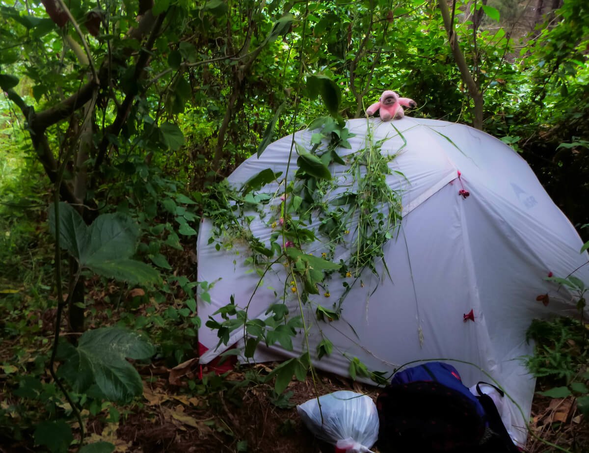 Freedom camping in New Zealand with an MSR tent