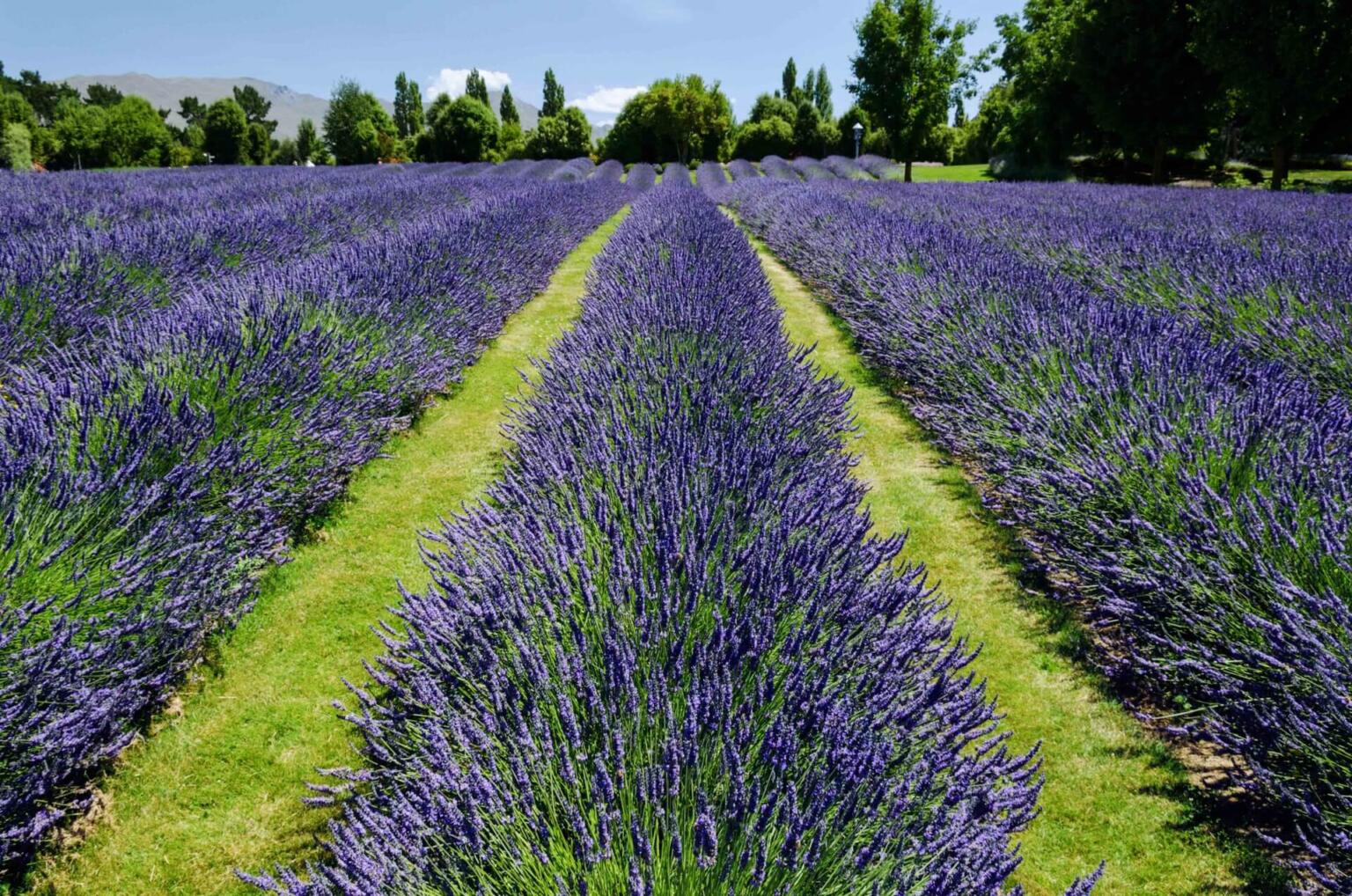 A lavendar farm in Wanaka, New Zealand