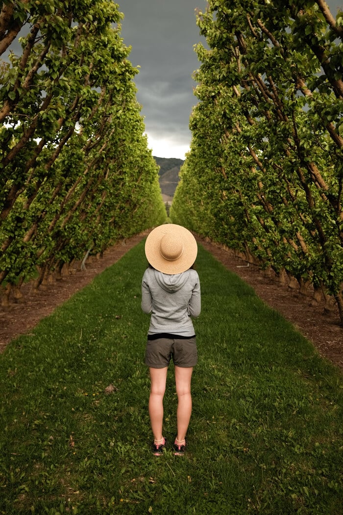 A backpacker working as an apple picker and thinner in New Zealand