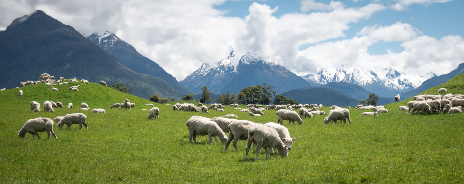 A field of sheep with one of New Zealand's prominent mountain rages behind