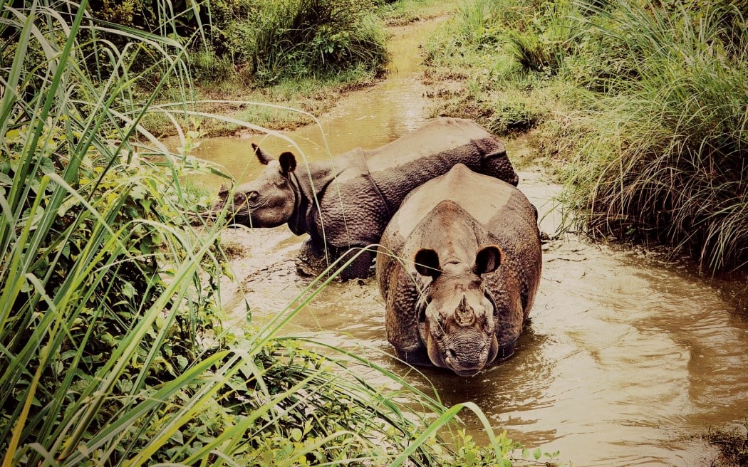 Rhinos seen while on a safari tour in Chitwan National Park, Nepal