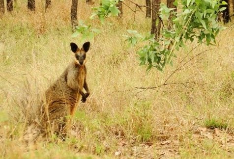 Work and travel Australia