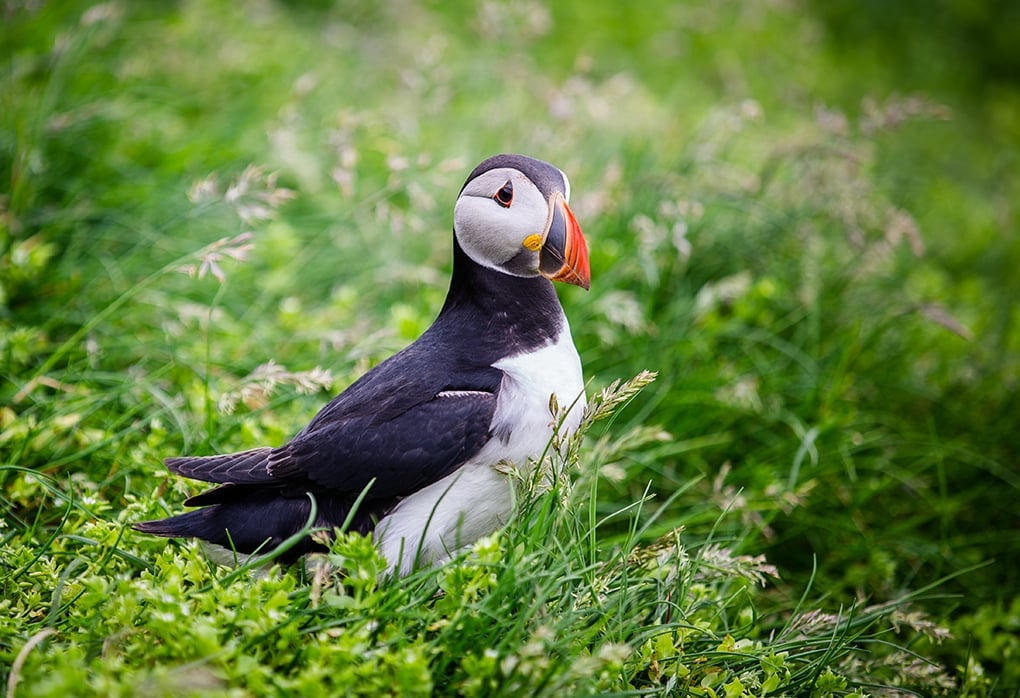 Faroe Islands- Mykines Puffin 2