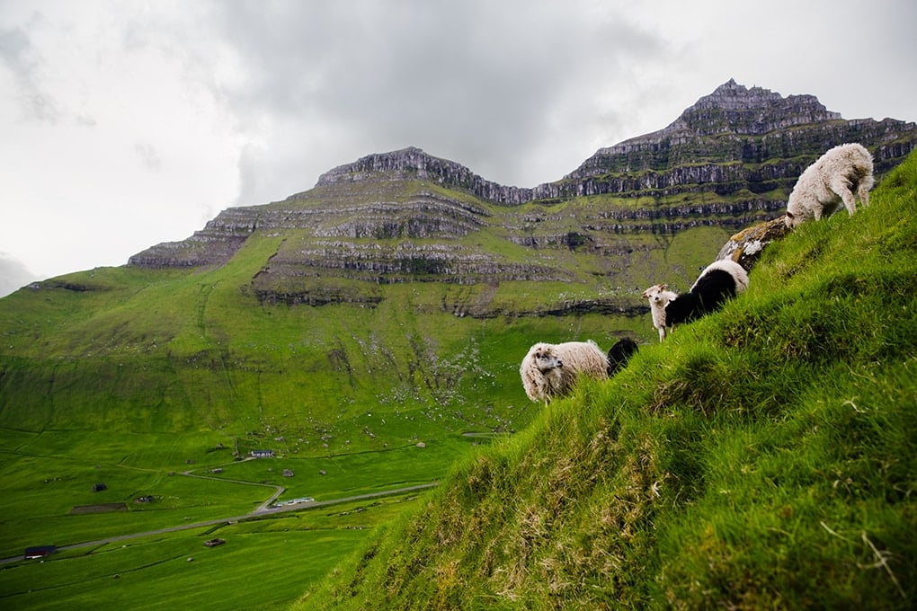 Faroe Islands sheep