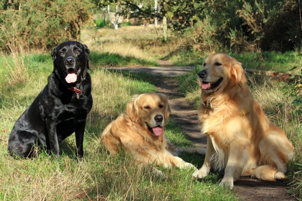 three dogs sitting in a grassy field