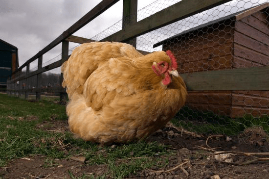 outdoor fitness-butter chicken