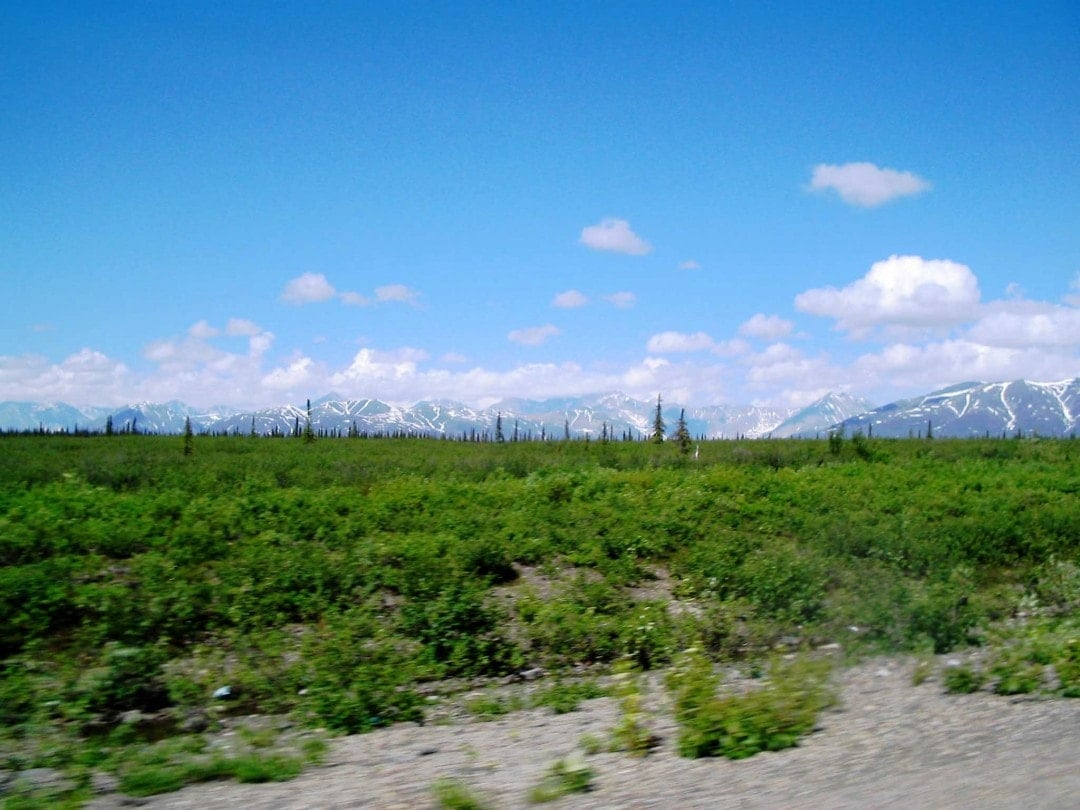 Alaska road trip-Taiga 