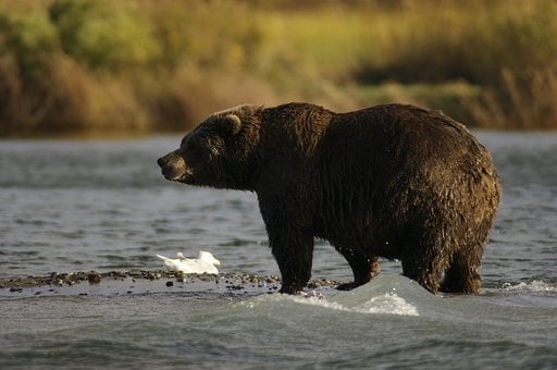 Alaska road trip