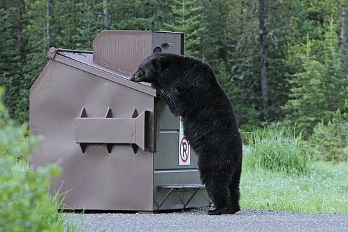 bear foraging in dumpster