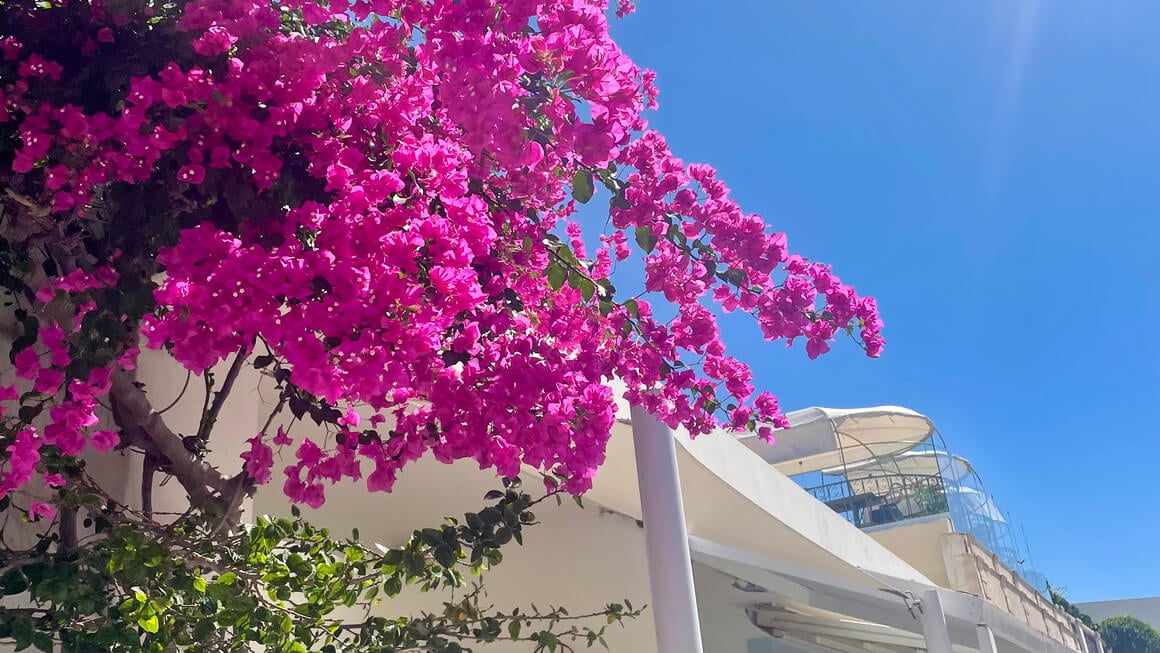 pink flowers on white building in greece