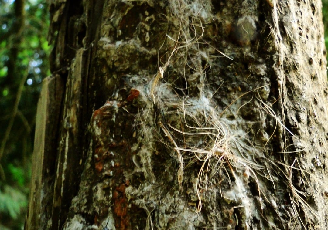 Bear hair on a tree in Slovenia