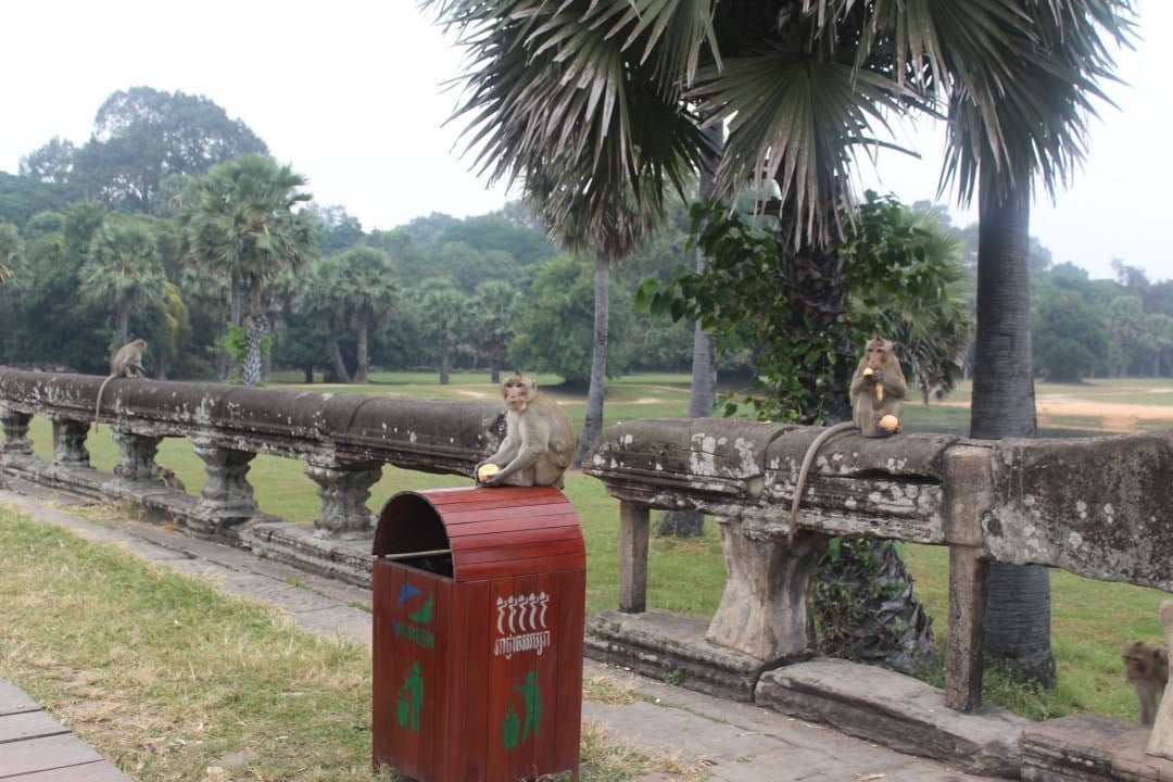 angkor wat monkeys