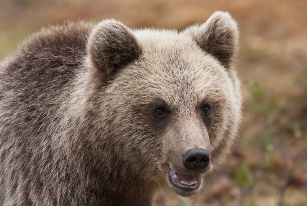 Spotting bears in Slovenia