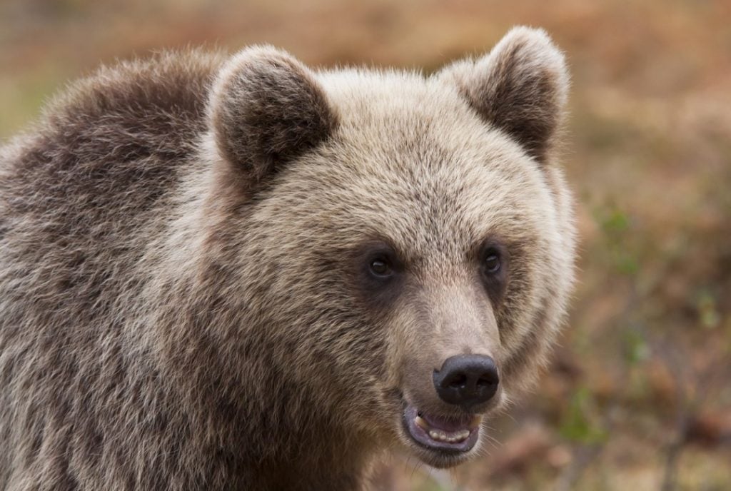 Spotting bears in Slovenia