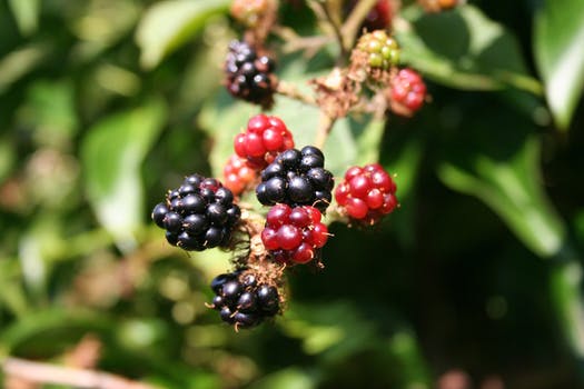Wild blackberries grow along creeks