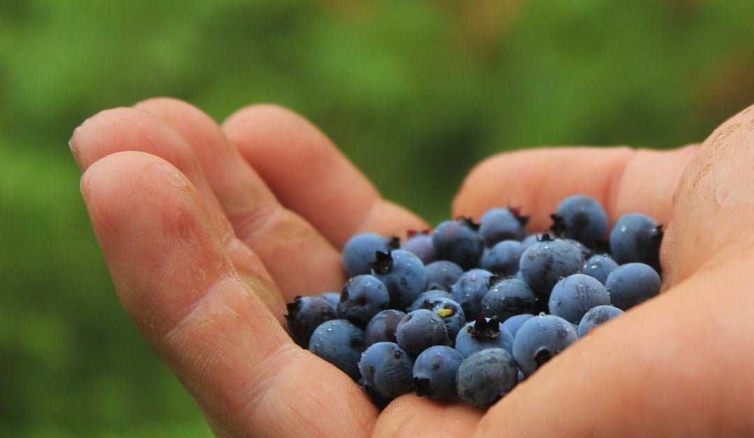 fresh berries for cooking