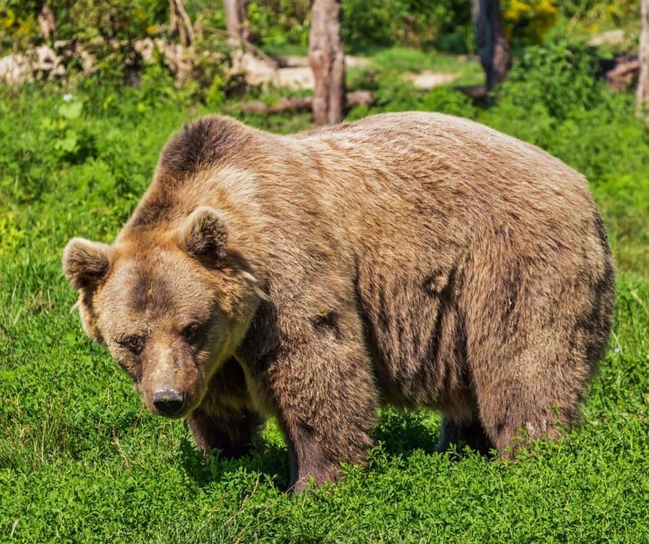 European Brown Bear Alpha Male In Karst Forest, Slovenia Spiral