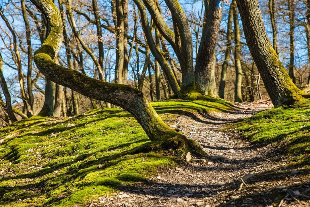 Kocevje forest - the endless forest of Slovenian bears