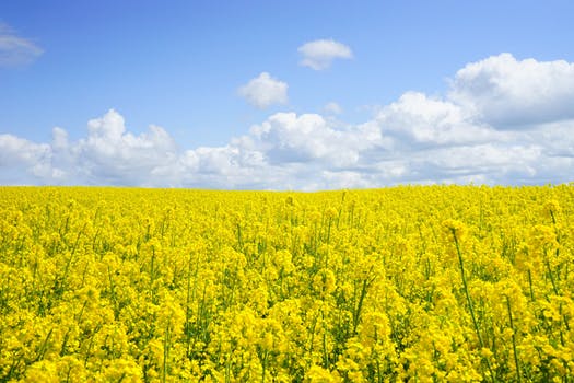 fields of wild yellow mustard cover the California