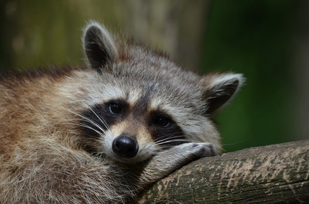 save food from outdoor creature