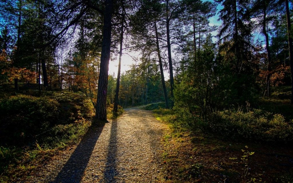 morning glory in Slovenia