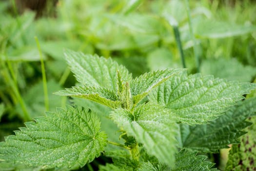 nutrient rich Stinging Nettle a great camping food