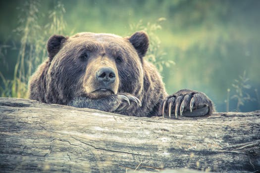 A gentle brown bear in Slovenia