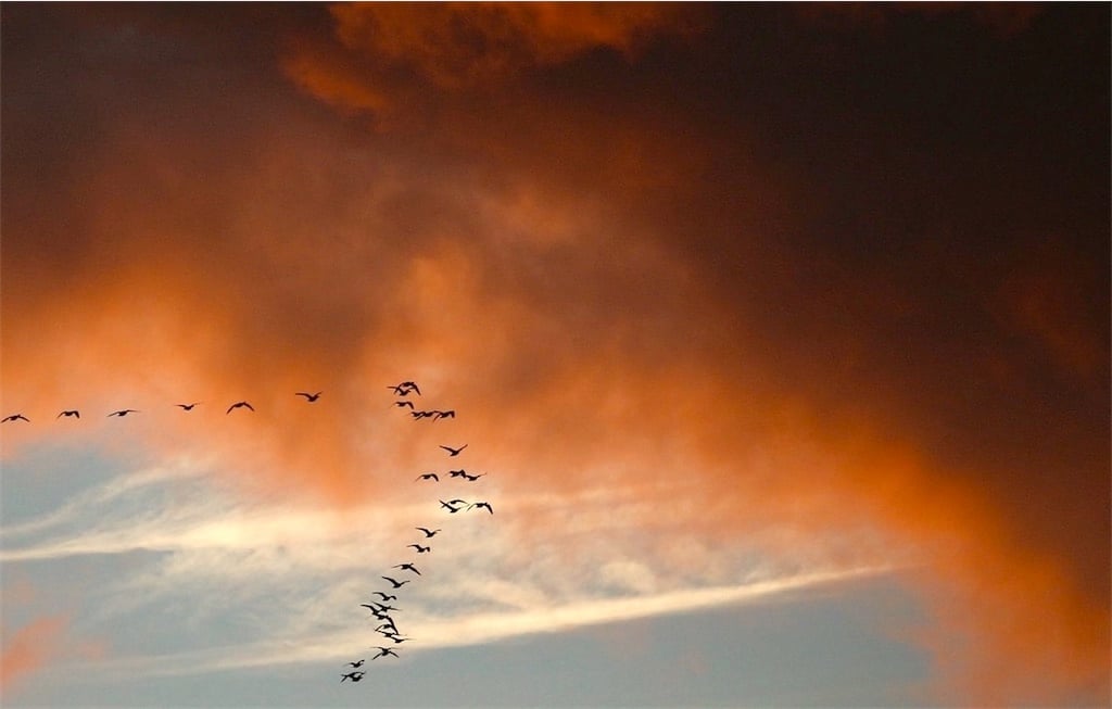 Bird death festival - most mysterious things in the world