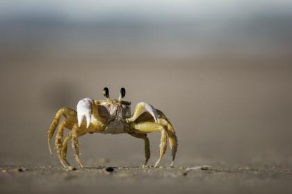 coastal hiking Hermit crabs