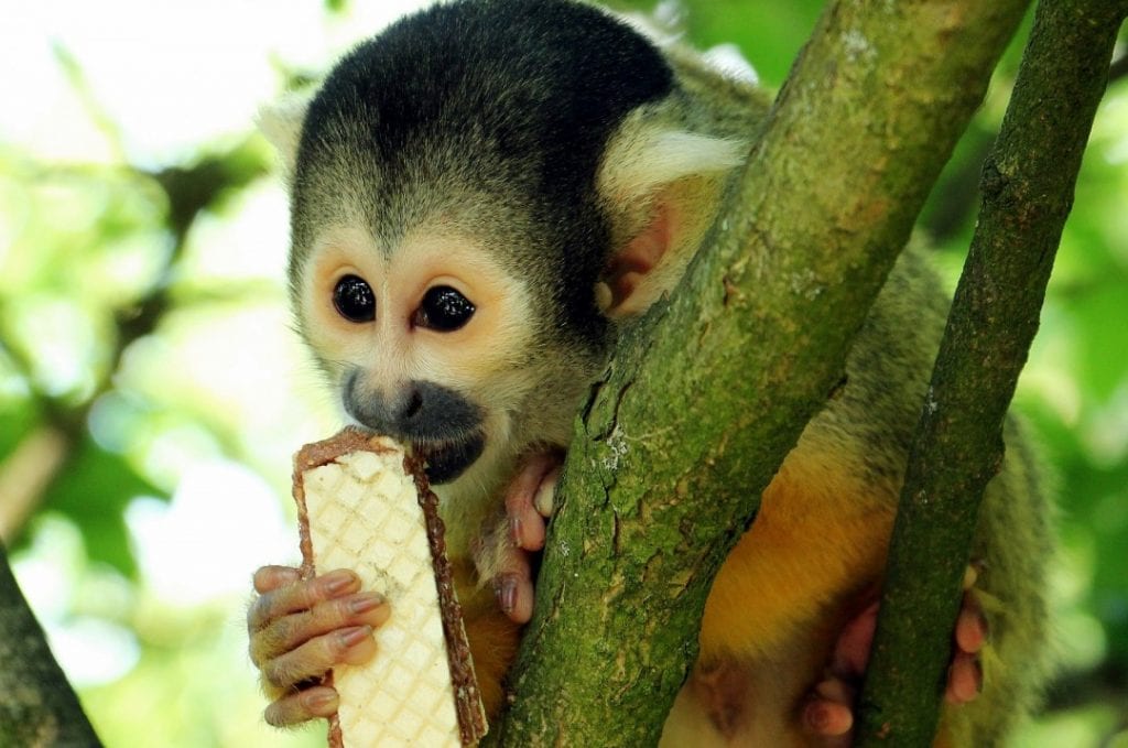 Sneaky, photogenic monkey eating food in Lopburi Thailand