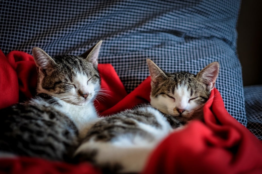 Digital security can be cute too! Kittens in blanket as example of direct digital backup