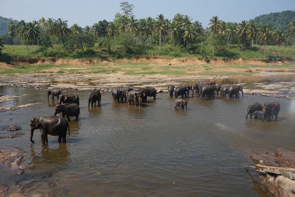 Campamento de elefantes de Mahawangchang - Uno de los mejores destinos para ir en Tailandia