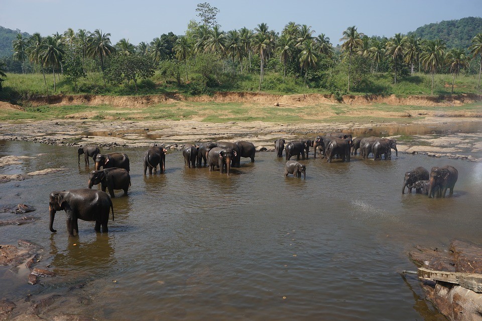 Mahawangchang Elephant Camp - One of the top destinations to go in Thailand