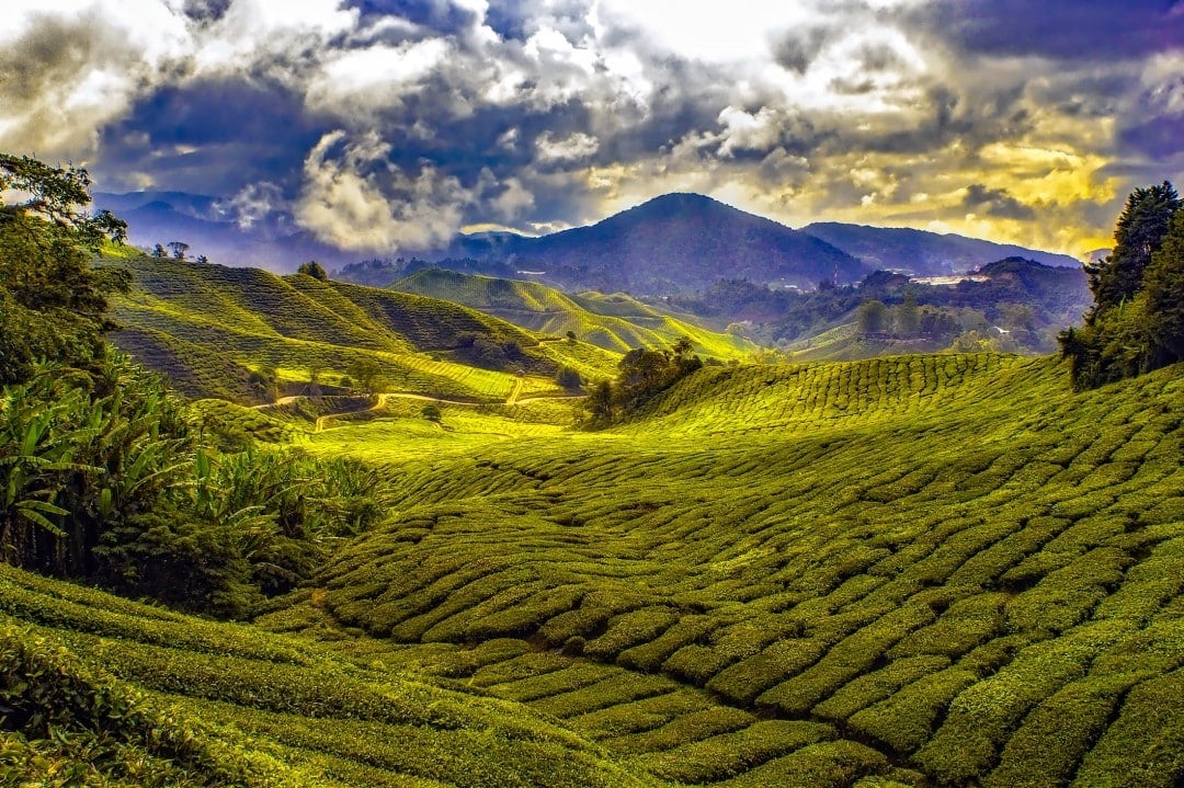 Why visit Malaysia? Malaysian tea plantation.