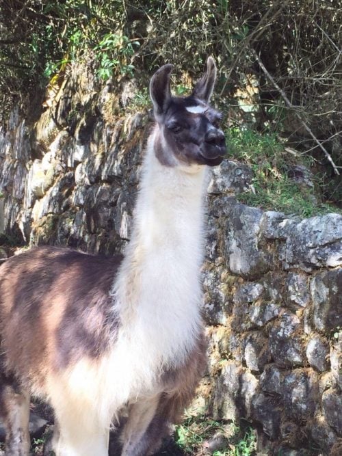 Friends on the Inca Trail to Machu Picchu