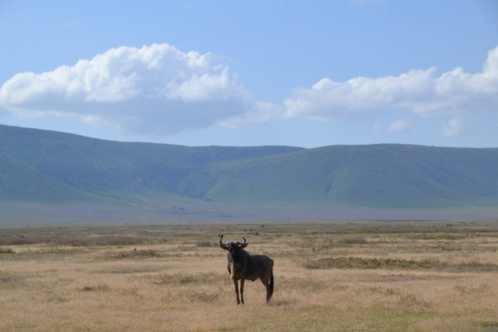 Wildebeest cycling in Africa
