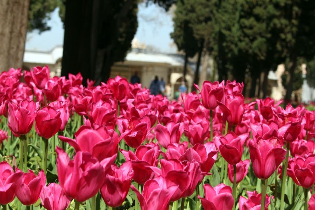 Tulips blooming near Topkapi Palace