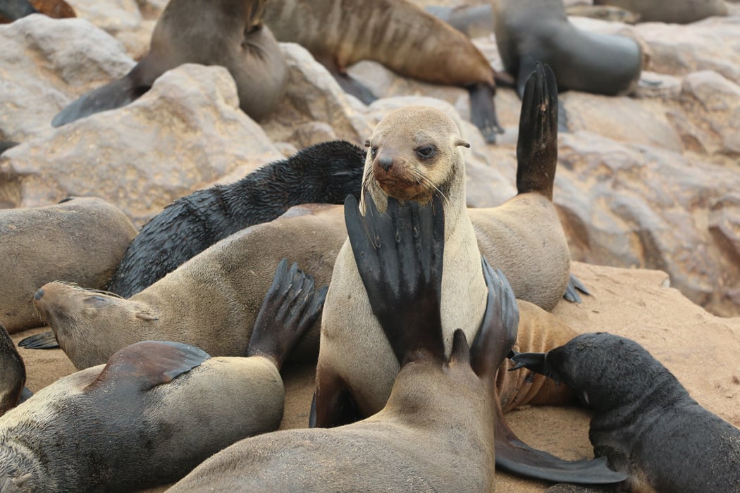 Cape cross seal reserve