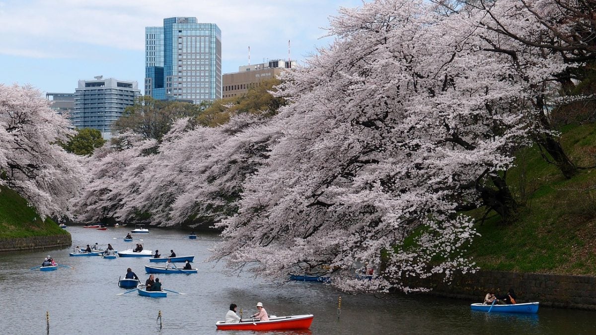 cherry blossoms in tokyo