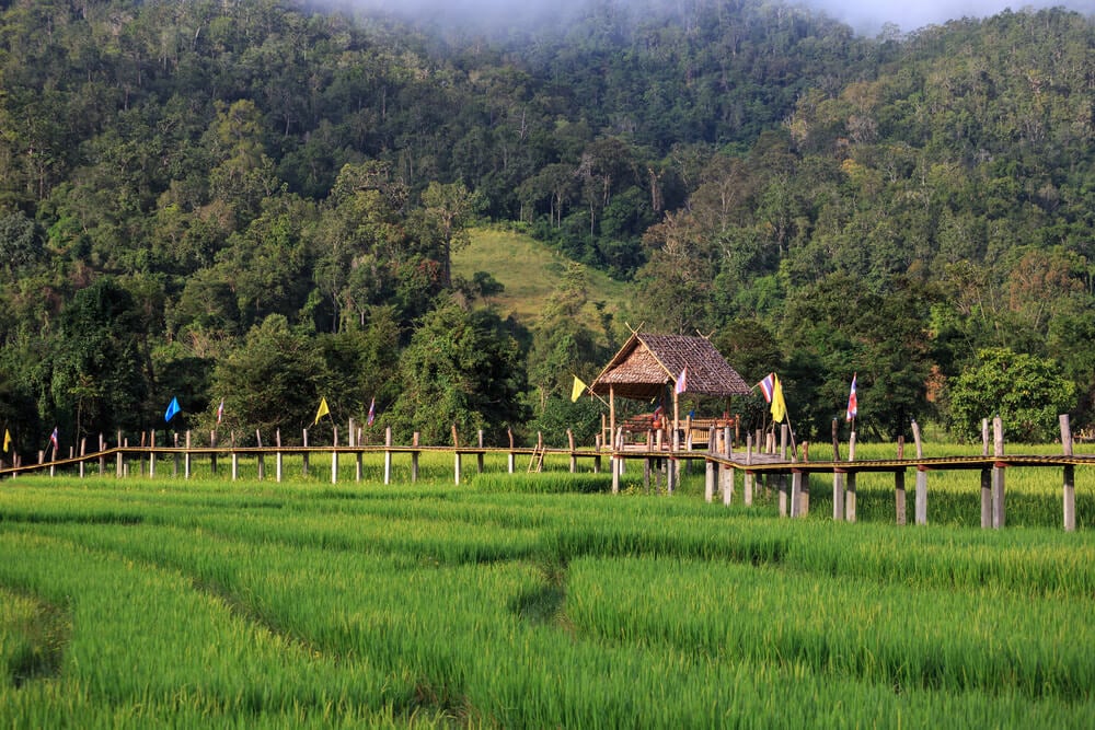 Bamboo Bridges, Pai