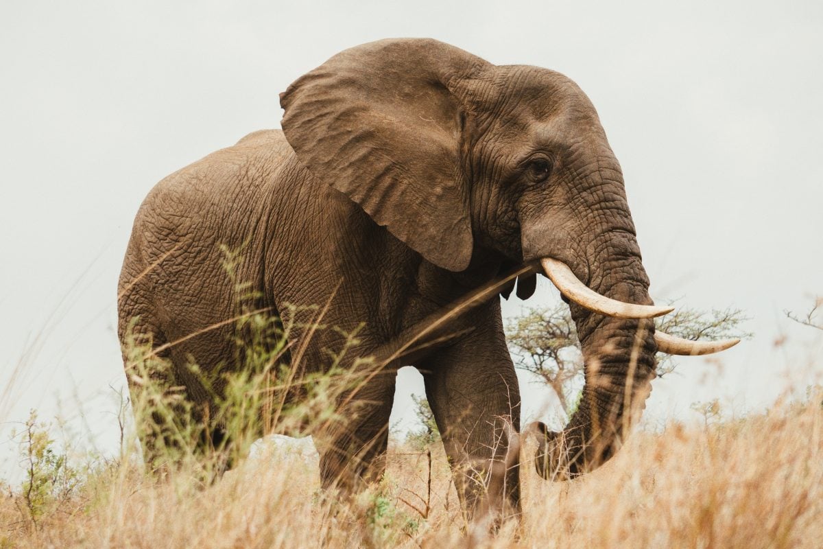 wildlife in KZN, South Africa