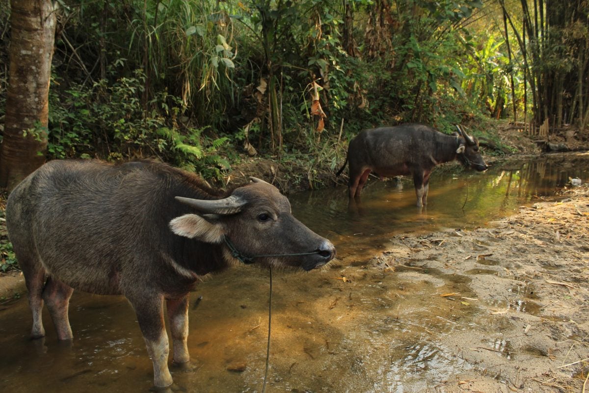 things to do in pai water buffalo jungle