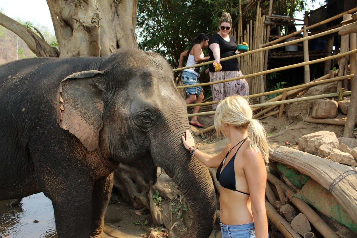 things to do in pai elephants