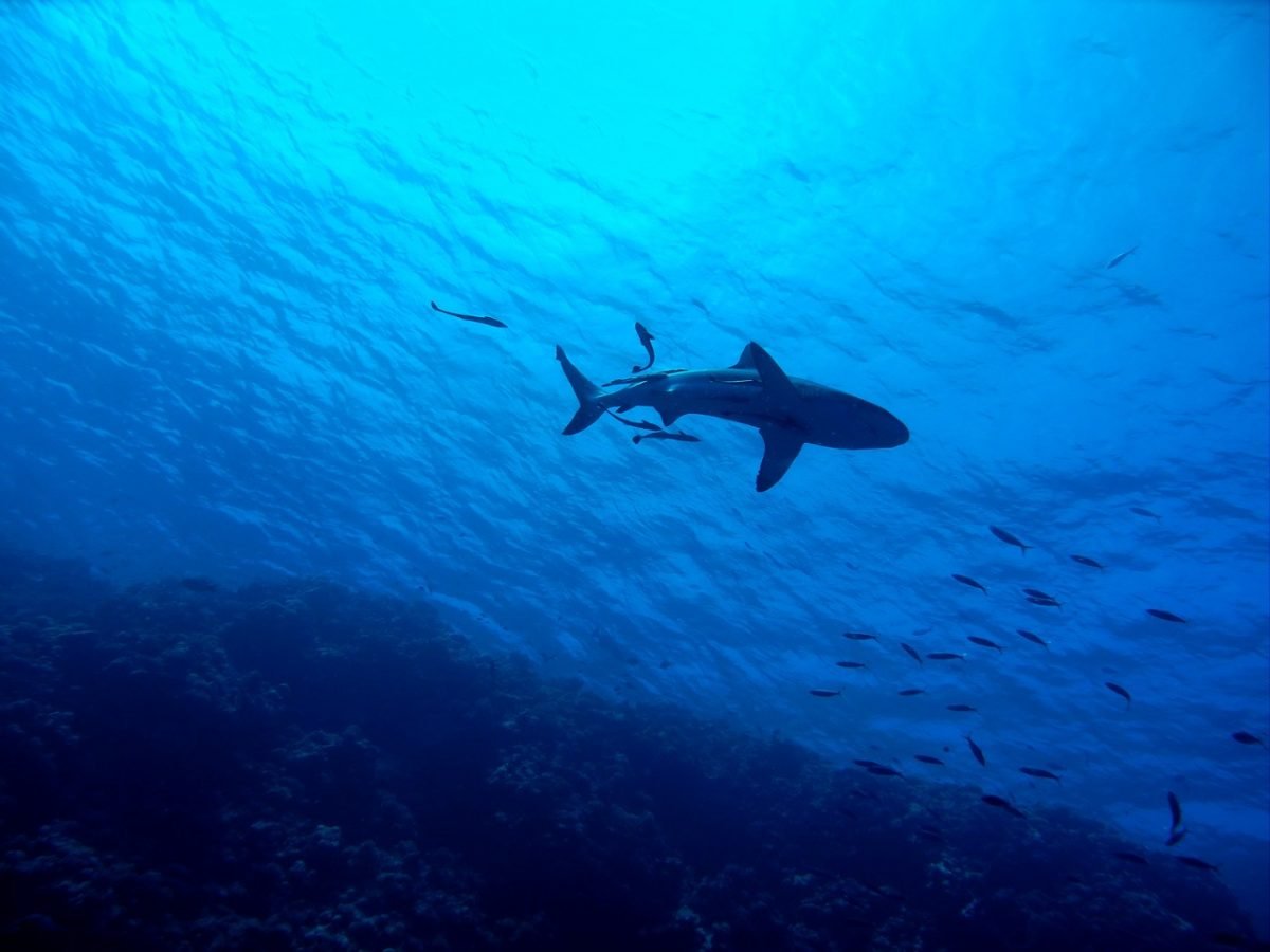 Diving in Mauritius with sharks